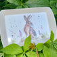 Animal Trays